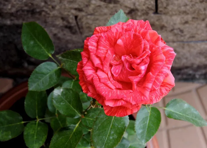 Pousada Pedra Rosa Florianópolis